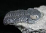 Eldredgeops Trilobite - Silica Shale #9226-4